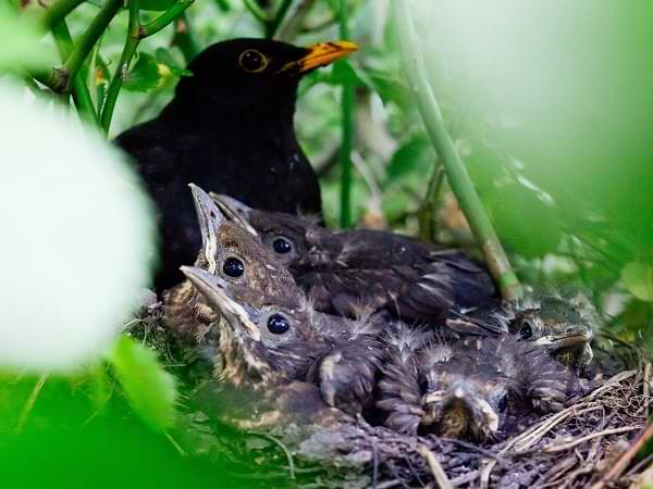 Una familia grande para un nido pequeño - Cuento