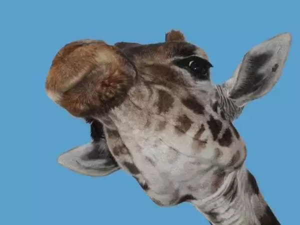 Una jirafa Estirada - Cuento sobre la soberbia