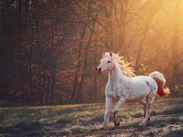 Veloz - El caballo blanco